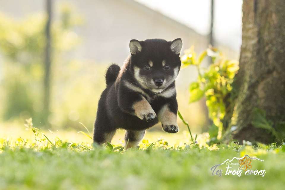 Aïki, Shiba Inu femelle de l'élevage Les Trois Crocs