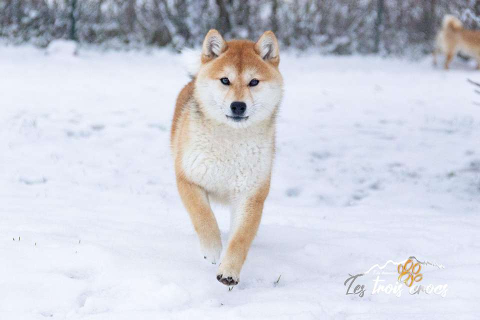 Ayuki, Shiba Inu de l'élevage Les Trois Crocs
