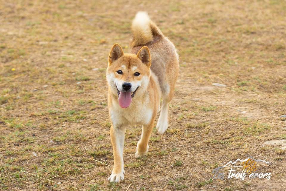 Azumi, Shiba Inu de l'élevage Les Trois Crocs