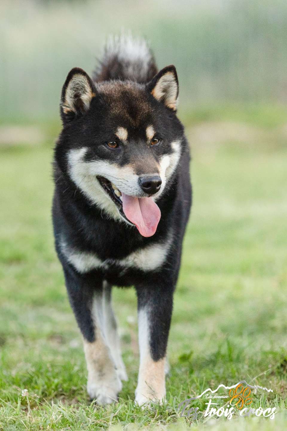 Shiba Inu de l'élevage Les Trois Crocs en extérieur, portrait