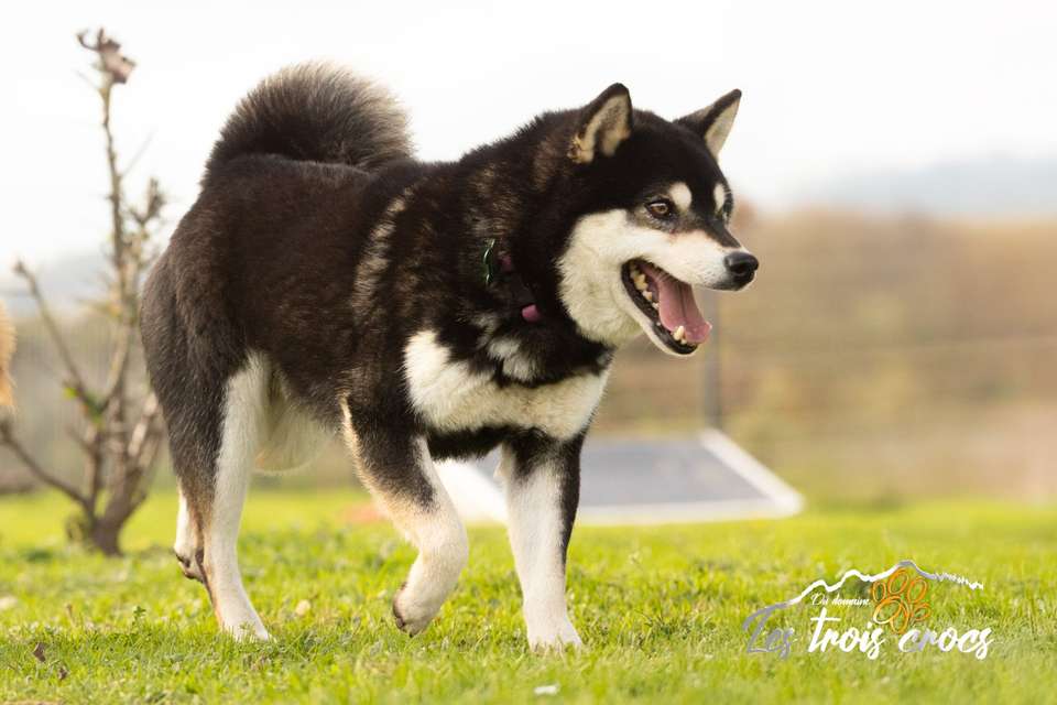 Kurotaki, Shiba Inu mâle de l'élevage Les Trois Crocs