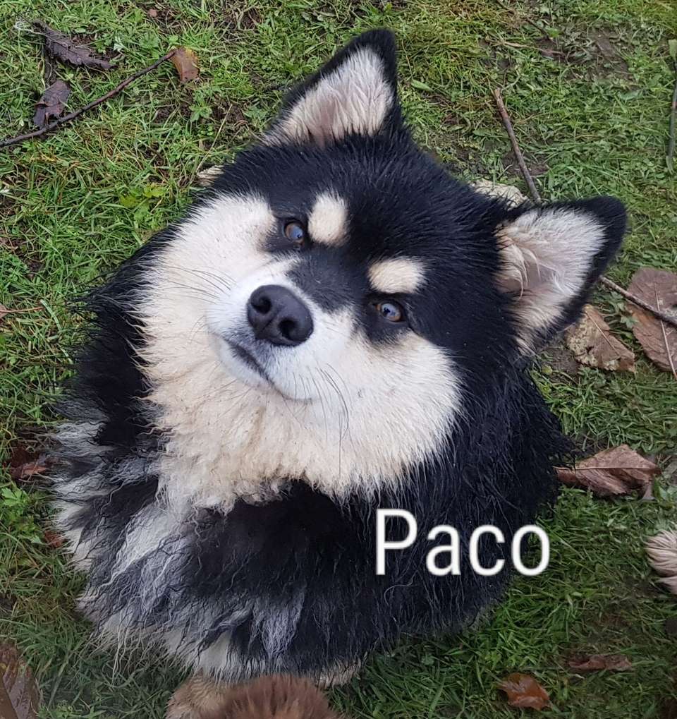 Paco, chien finnois de Laponie de l'élevage Les Trois Crocs