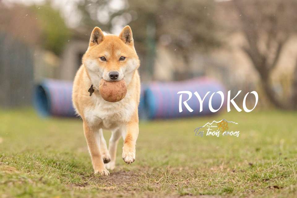 Ryoko, Shiba Inu femelle de l'élevage Les Trois Crocs