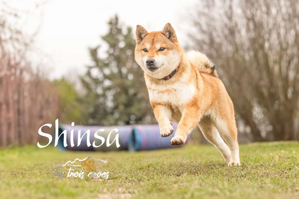 Shinsa, Shiba Inu femelle de l'élevage Les Trois Crocs