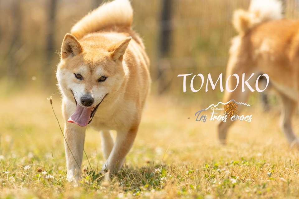 Tomoko, Shiba Inu femelle de l'élevage Les Trois Crocs
