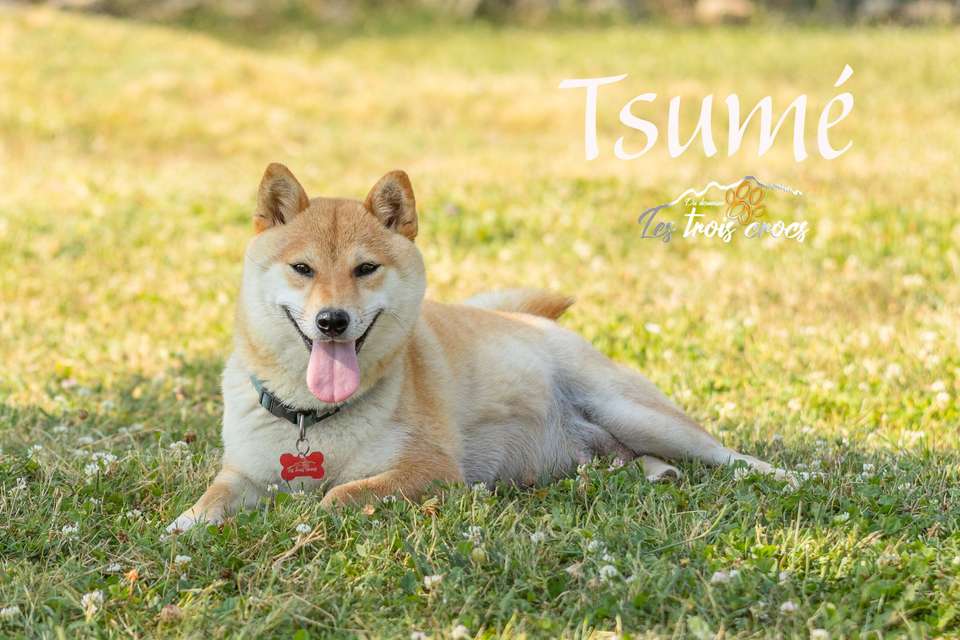 Tsume, Shiba Inu femelle de l'élevage Les Trois Crocs