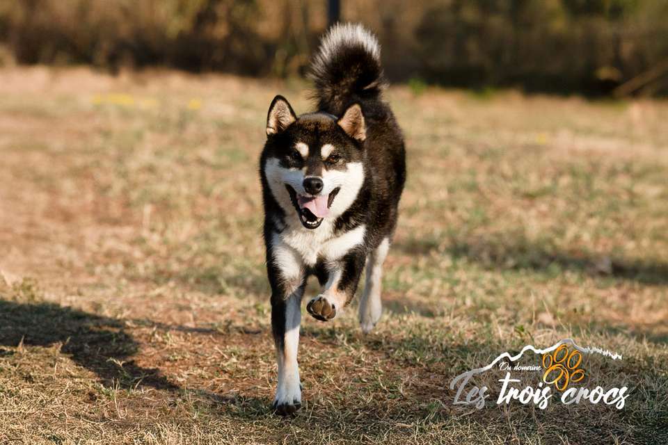 Vayuki, Shiba Inu femelle de l'élevage Les Trois Crocs