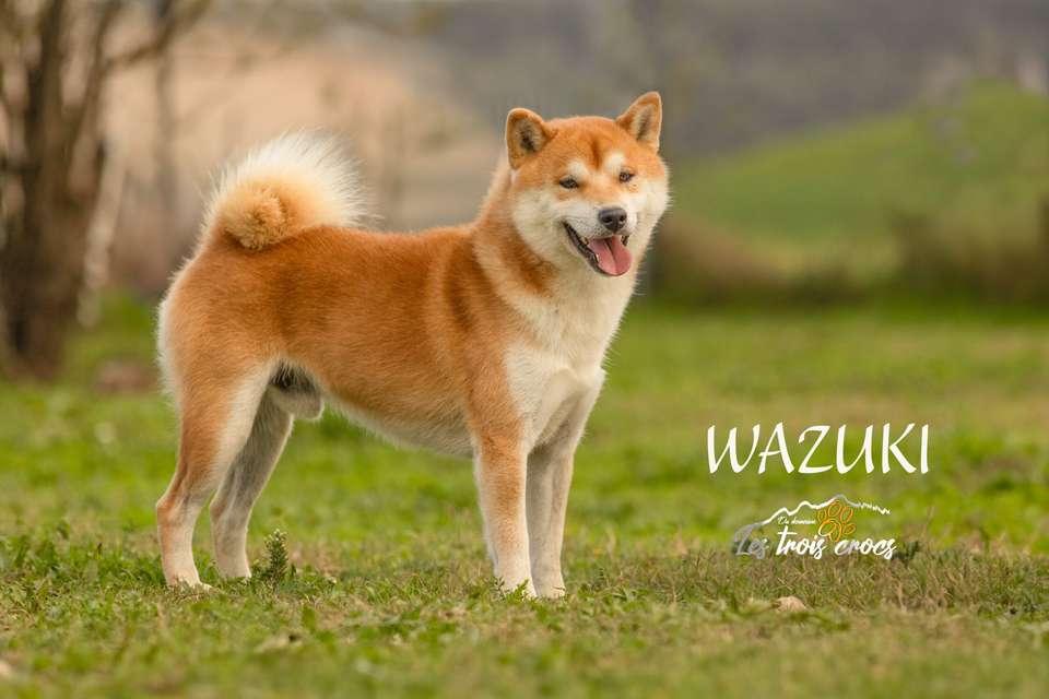 Wazuki, Shiba Inu mâle de l'élevage Les Trois Crocs